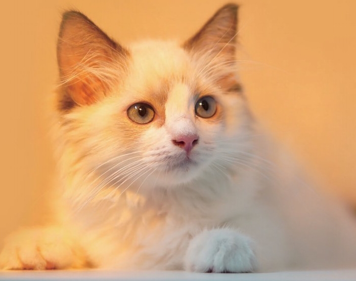 Pet product lifestyle and catalog scene